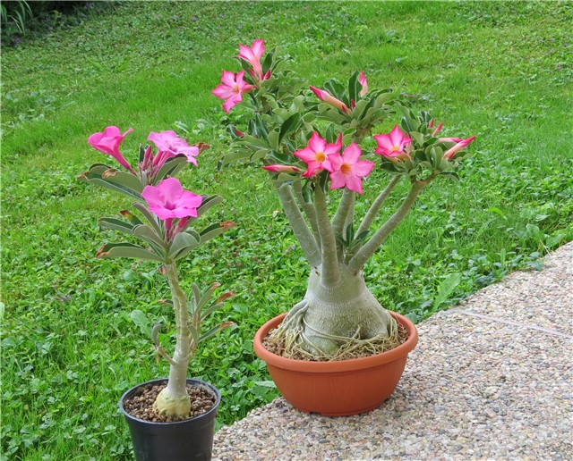 swazicum i arabicum
